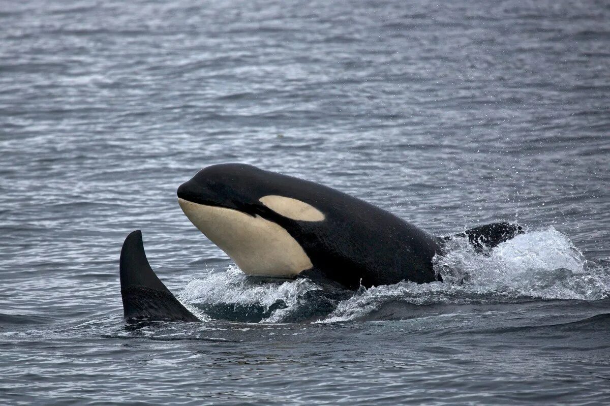 Orca касатка. Касатки в тихом океане. Касатка арктическая. Orca касатка. Кит-касатка.