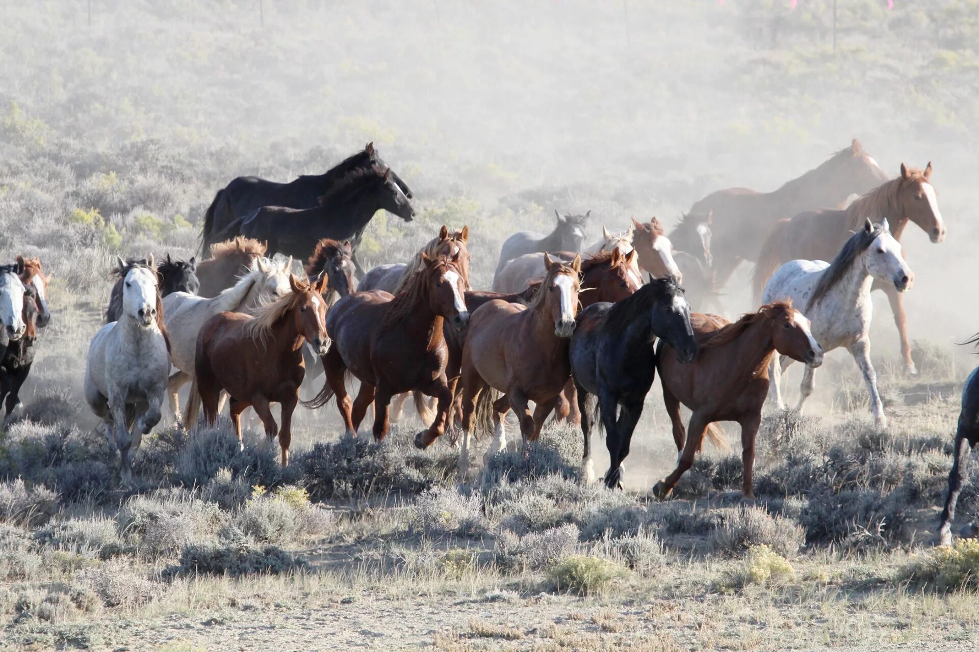 Wild horse islands the hunt. Дикие лошади Мустанги в дикой природе. Лошади Мустанги степей Южной Америки. Табун диких лошадей мустангов. Степные Дикие лошади Туркменистана.