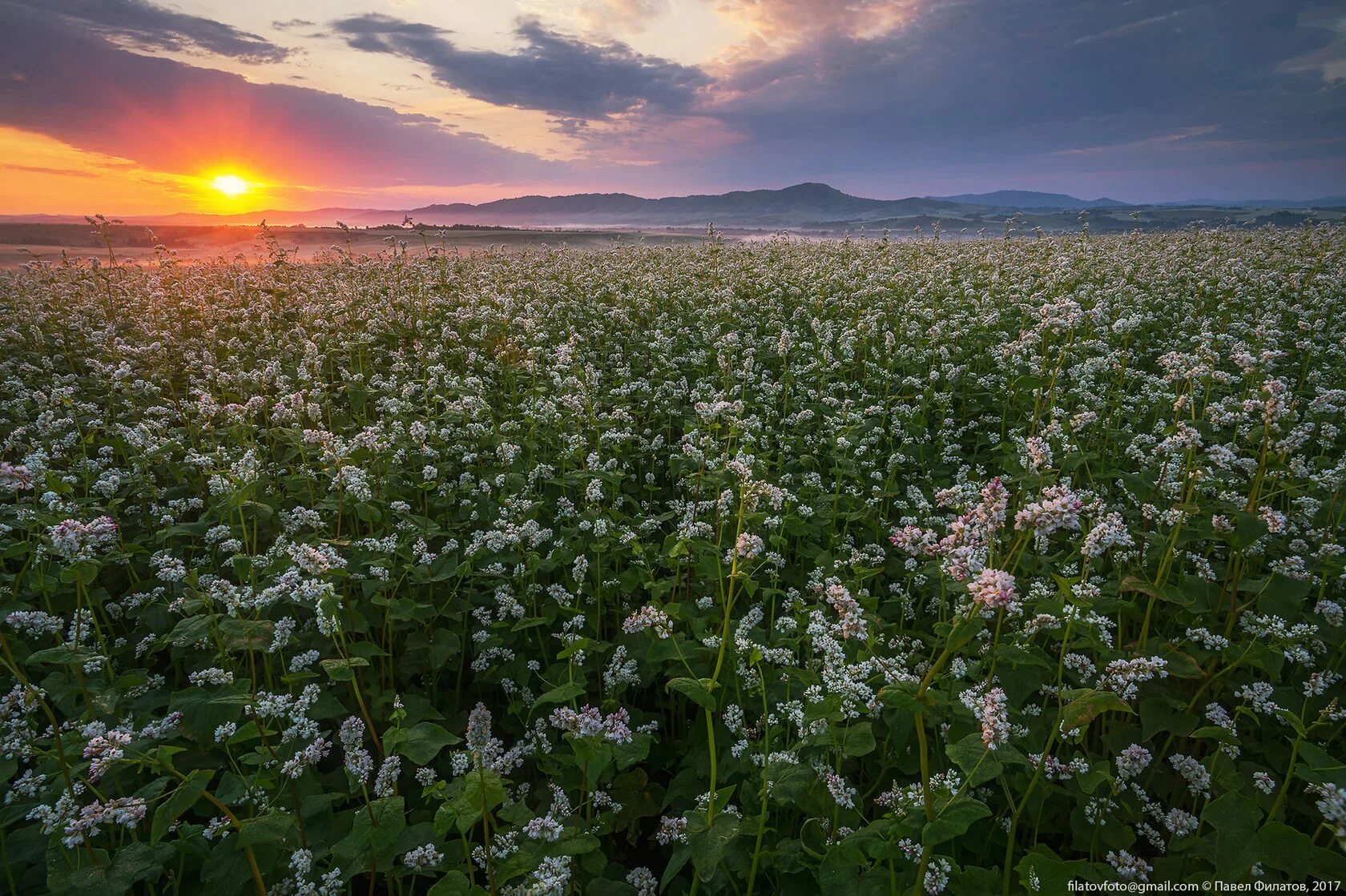 Цветы гречки