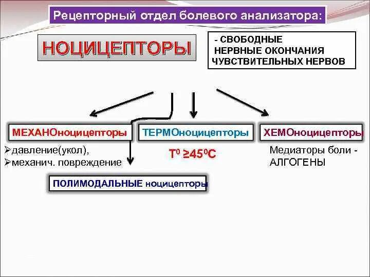 Рецепторный отдел болевого анализатора. Структура анализатора болевой чувствительности. Болевой анализатор физиология. Схема ноцицептивного анализатора.