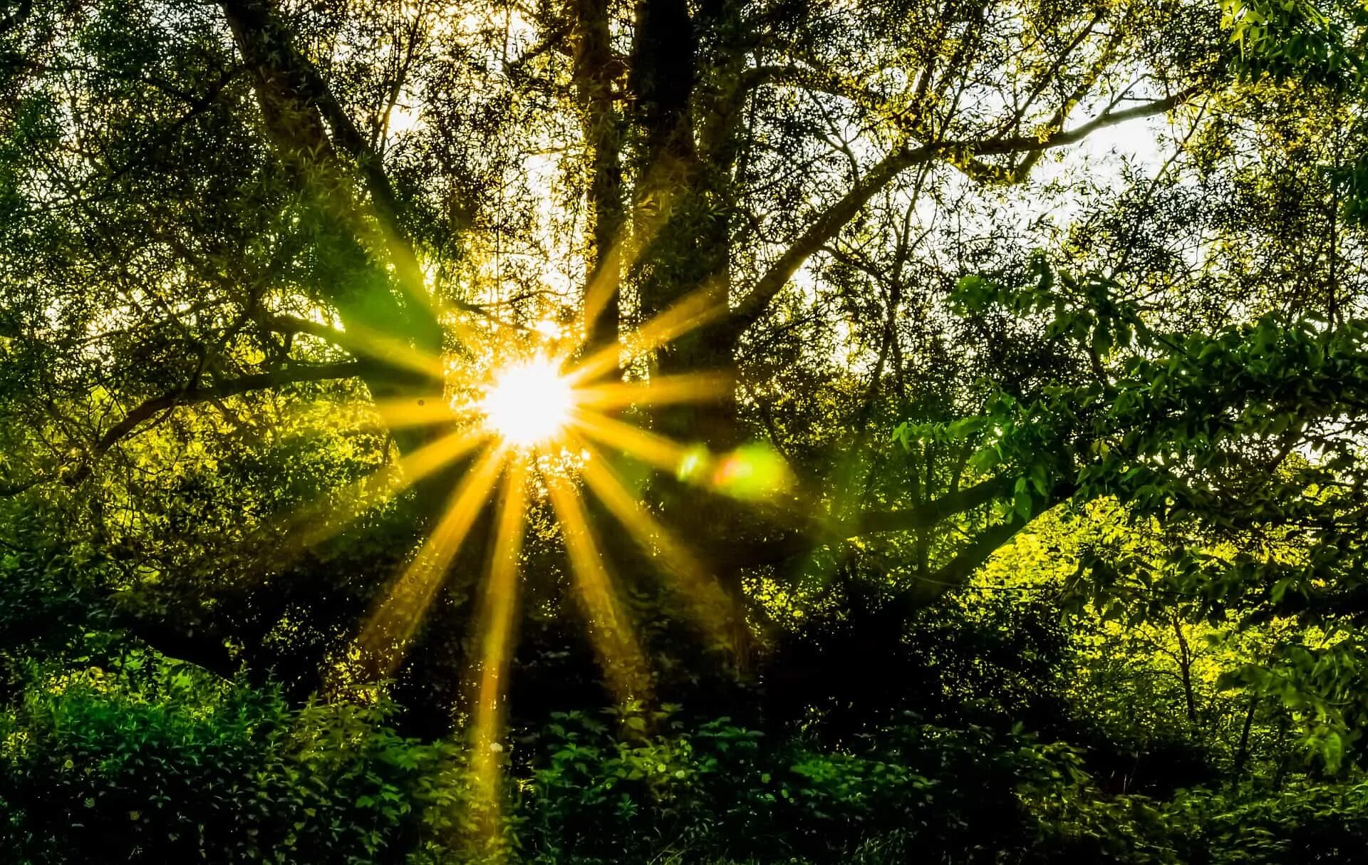 Sun light 1