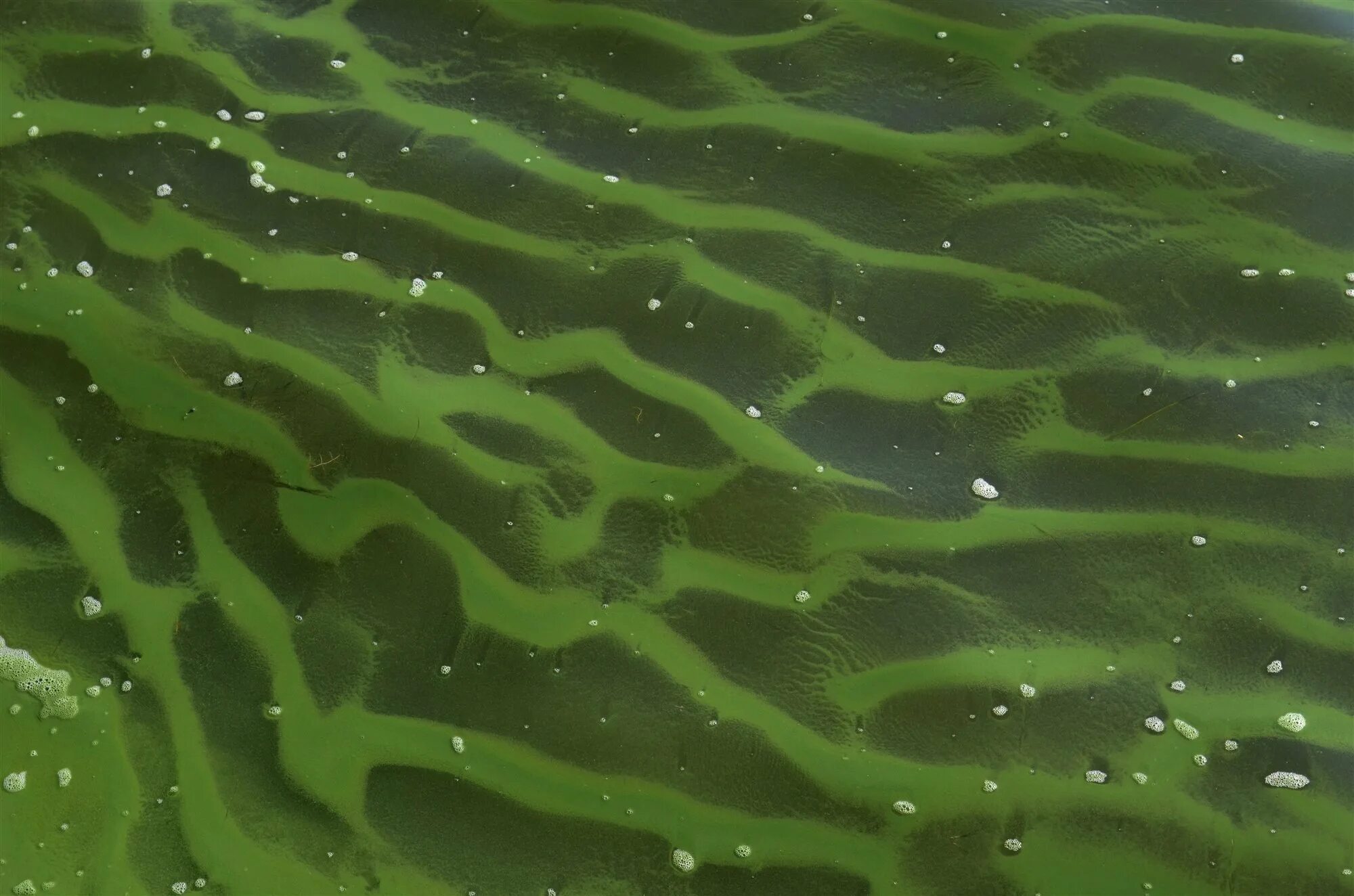 Химические водоросли. Цианобактерии водоросли. Cyanophyta водоросли. Обои зеленые водоросли. Водоросли и цианобактерии 3d.