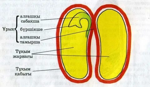 Футболка астындағы эротикалық кеуделер
