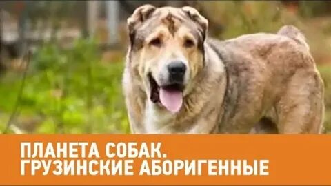 Собака по грузински