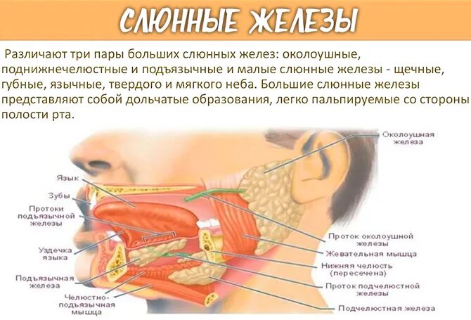 Слюнные железы расположение. Воспаление слюнной железы.