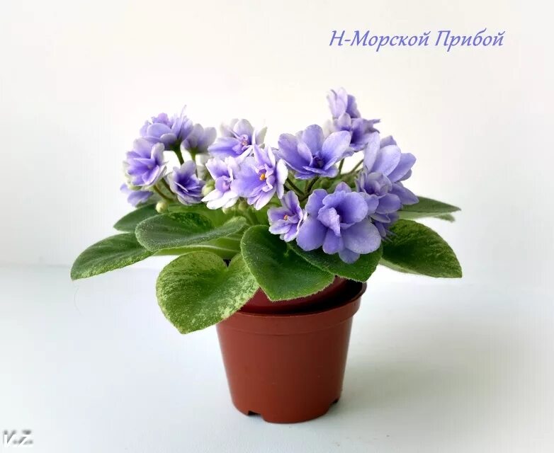 н-морской прибой Фиалки, Мини
