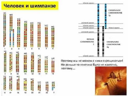 В яйцеклетке шимпанзе хромосом
