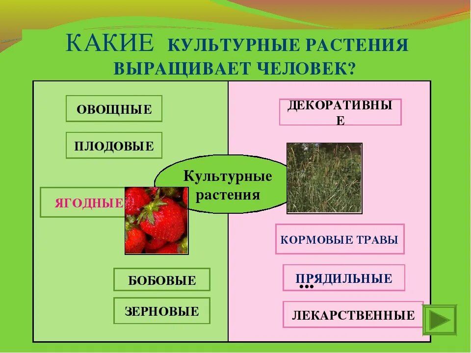 2 примера культурных растений. Культурные растения. Группы культурных растений. Культурные растения названия. Основные группы культурных растений.