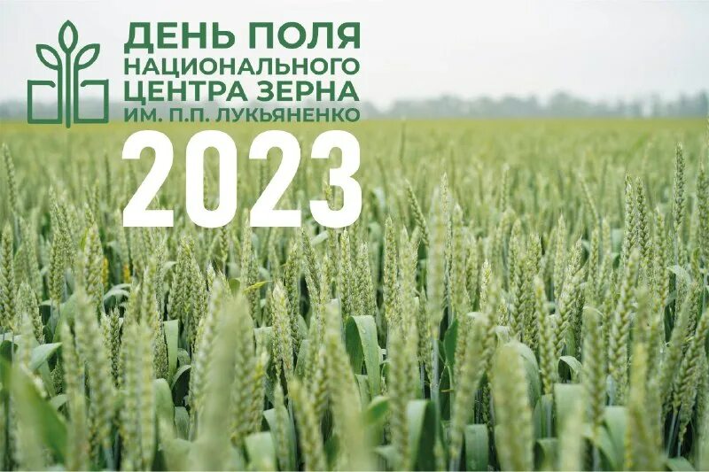 селекция пшеницы. лукьяненко лого. п. центр пшеницы. баланс озимая пшеница ,озимый ячмень,кукуруза,подсолнух.