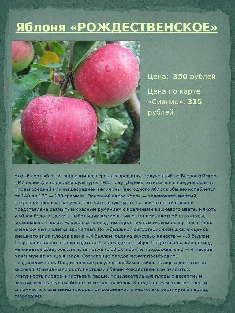 Рождественское яблоко сорт. Сорт яблони моди. Яблоня рождественская зимостойкость. Сорта яблок рождественская. Фуджи (сорт яблони).