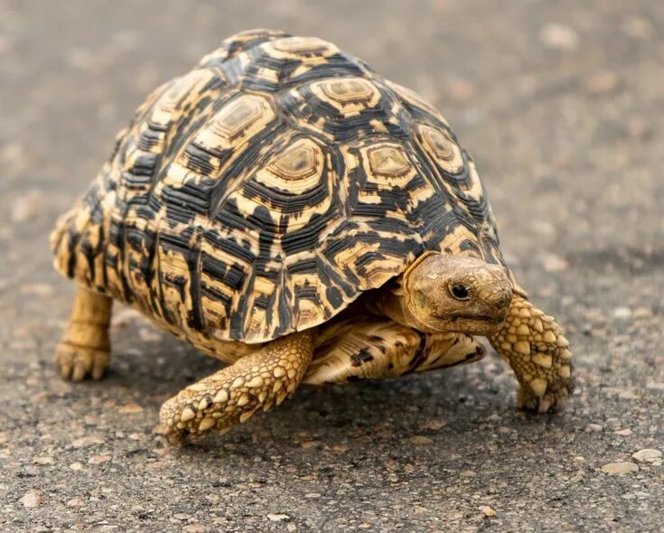 Leopard tortoise