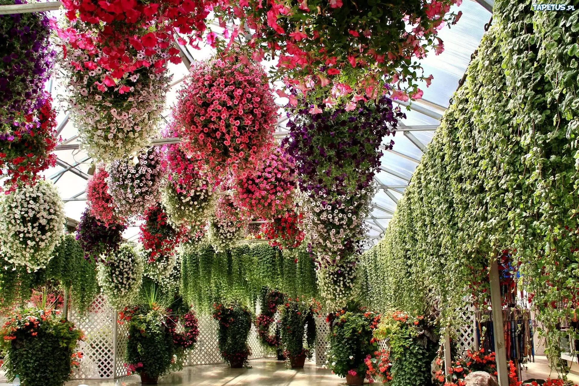 Цветочный магазин экзотические цветы. Цветочная оранжерея. Растения зимнего сада. Растения в оранжерее. Висячие цветы.