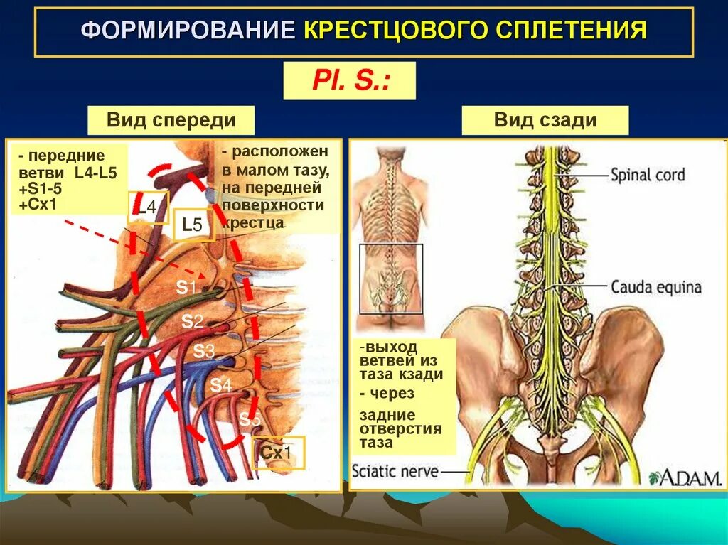 Периферические нервы и сплетения. Крестцовое сплетение строение. Нервы крестцового сплетения. Нервные сплетения анатомия. Короткие ветви крестцового сплетения.