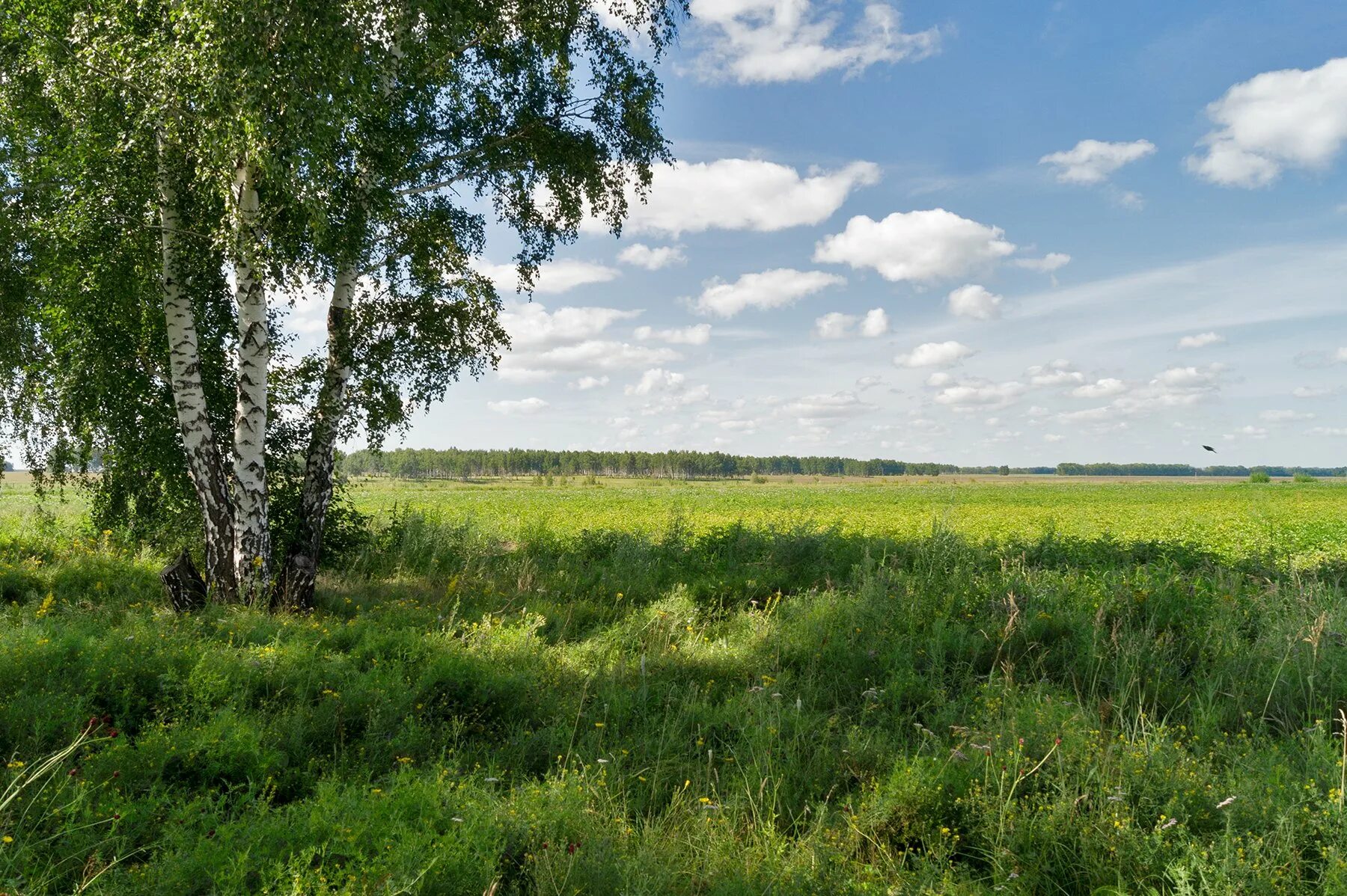 Лесостепи и степи лето и зима. Ландшафт лесостепи Курганской области. Березовые колки Западной Сибири. Западно Сибирская лесостепь. Лесостепь Омской области.