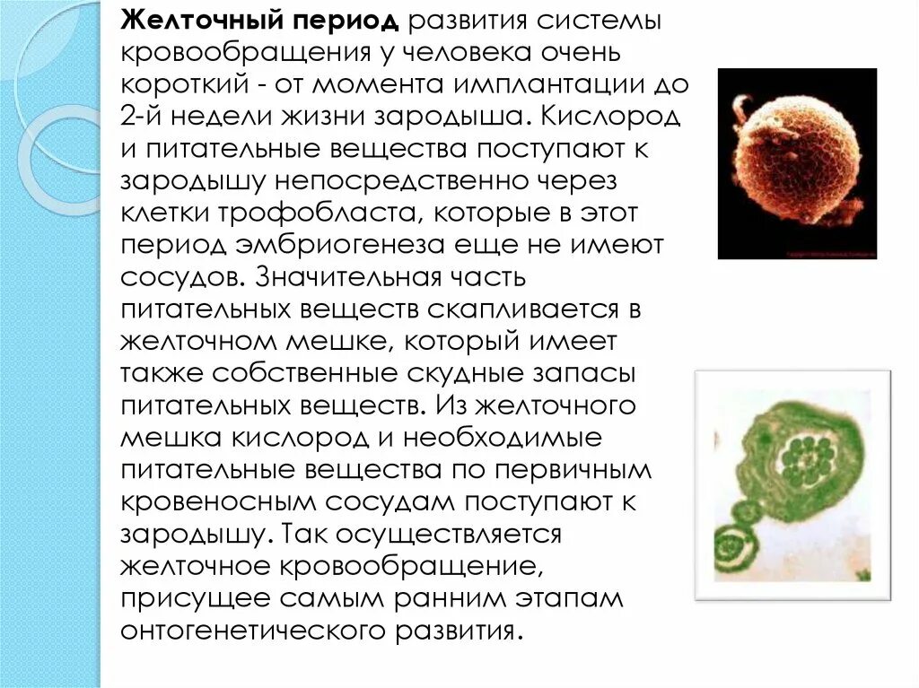 Плод человека получает кислород через. Желточный период развития системы кровообращения. Желточный период кровообращения внутриутробного плода. Желточное кровообращение плода. Кровообращение плода в период внутриутробного развития.