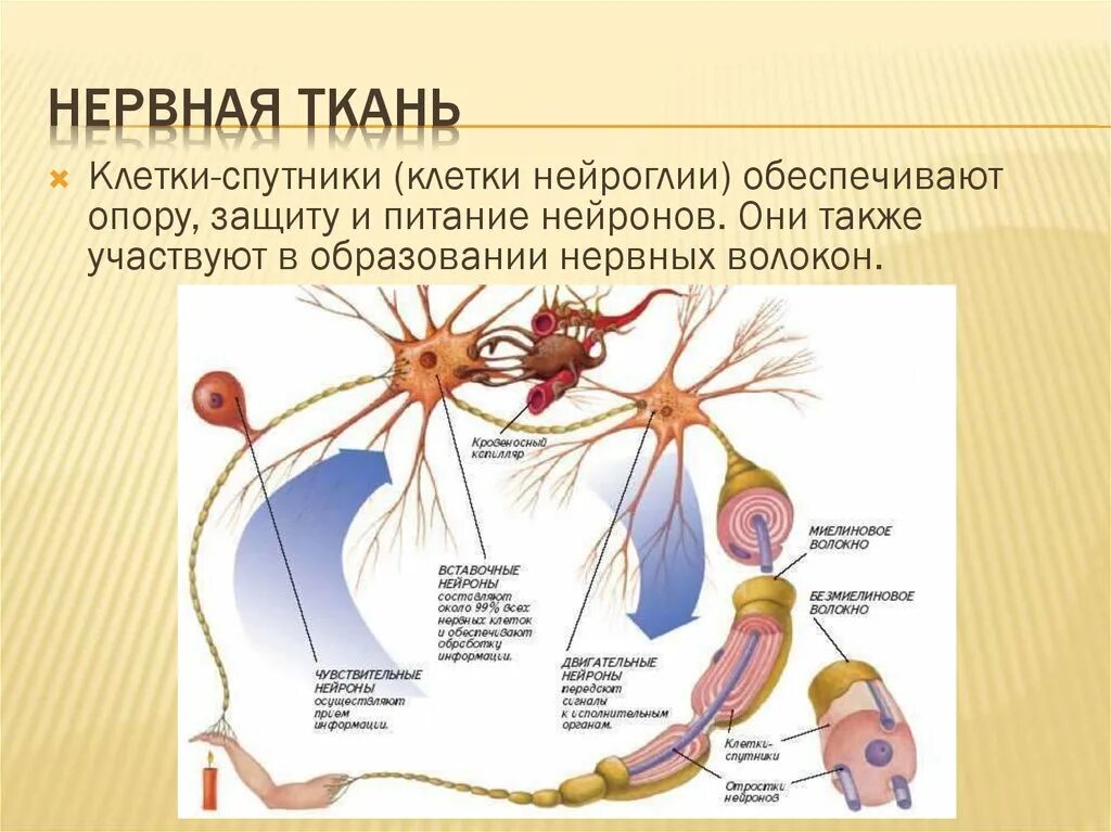 Составляет основную массу нервной ткани