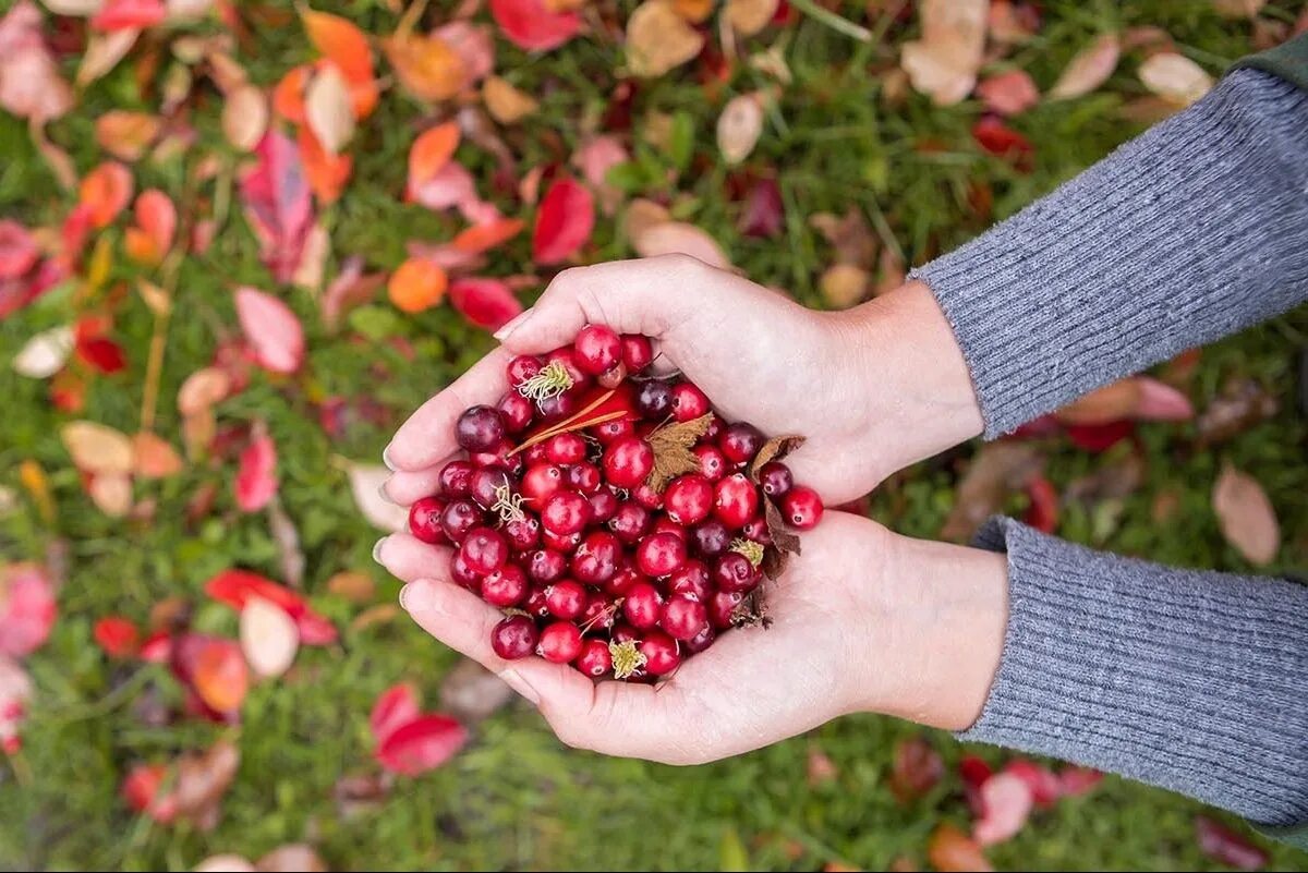 Корзина с ягодами. Собранные ягоды время. Смородина, крыжовник, малина, ежевика. Собранные ягоды время. Морошка черника брусника.