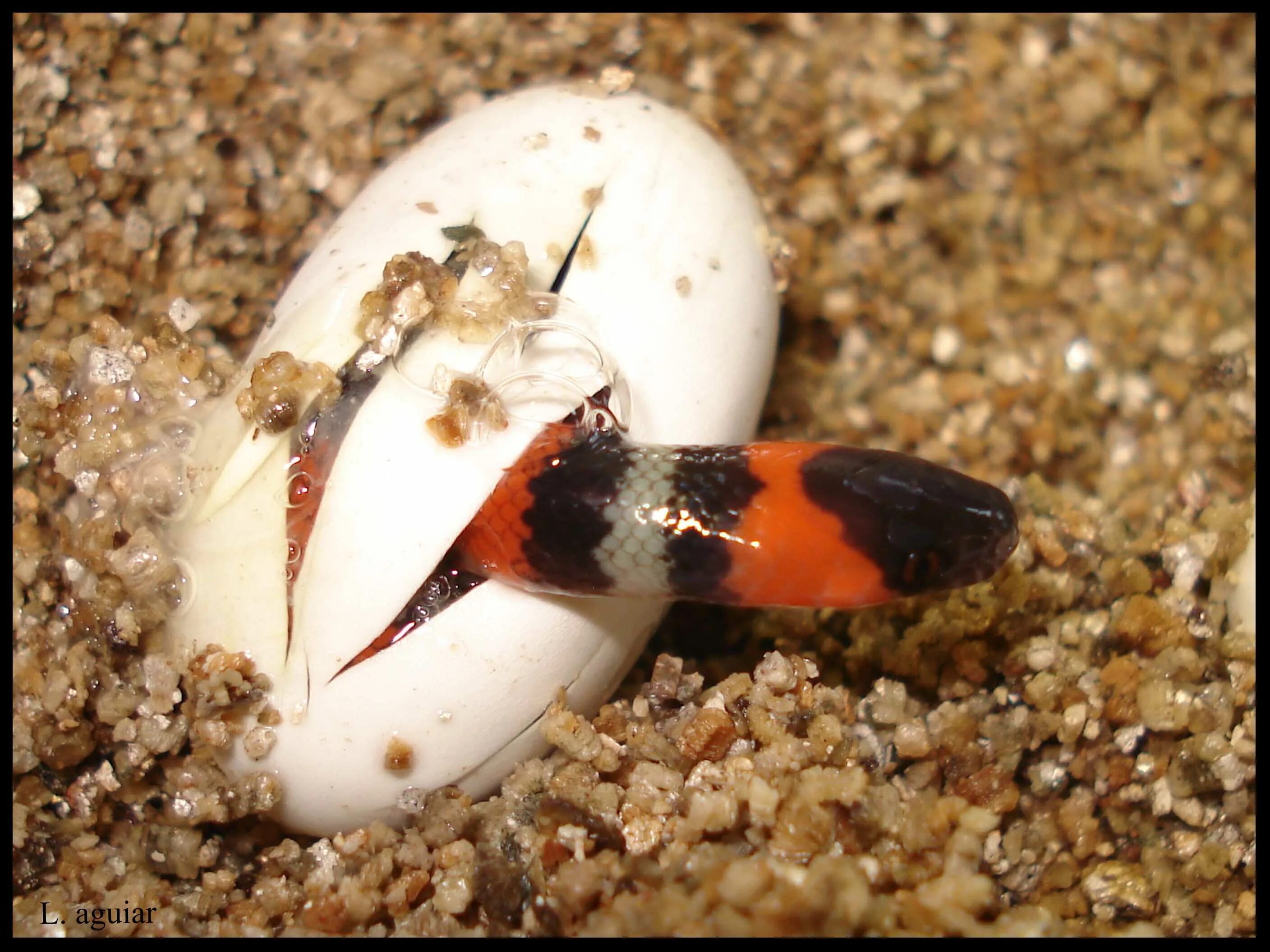 Коралловый Аспид змея. Кобра яйца вылупляются.