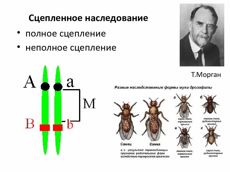 Схема полного сцепленного наследования. Сцепленное наследование полное сцепление. Сцепление наследования признаков . Закон т.Моргана.Перекрест. Закономерности наследования т моргана