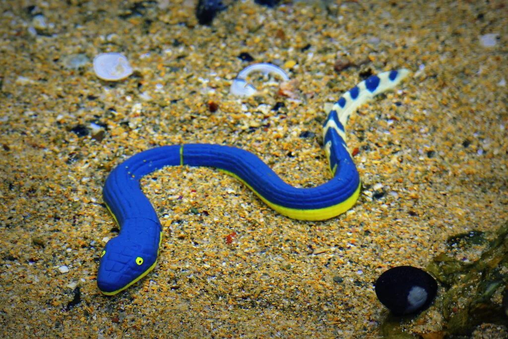 Водяная змейка. Морской Крайт плоскохвост. Морская змея Белчера. Желтогубый плоскохвост. Спиральный ластохвост.