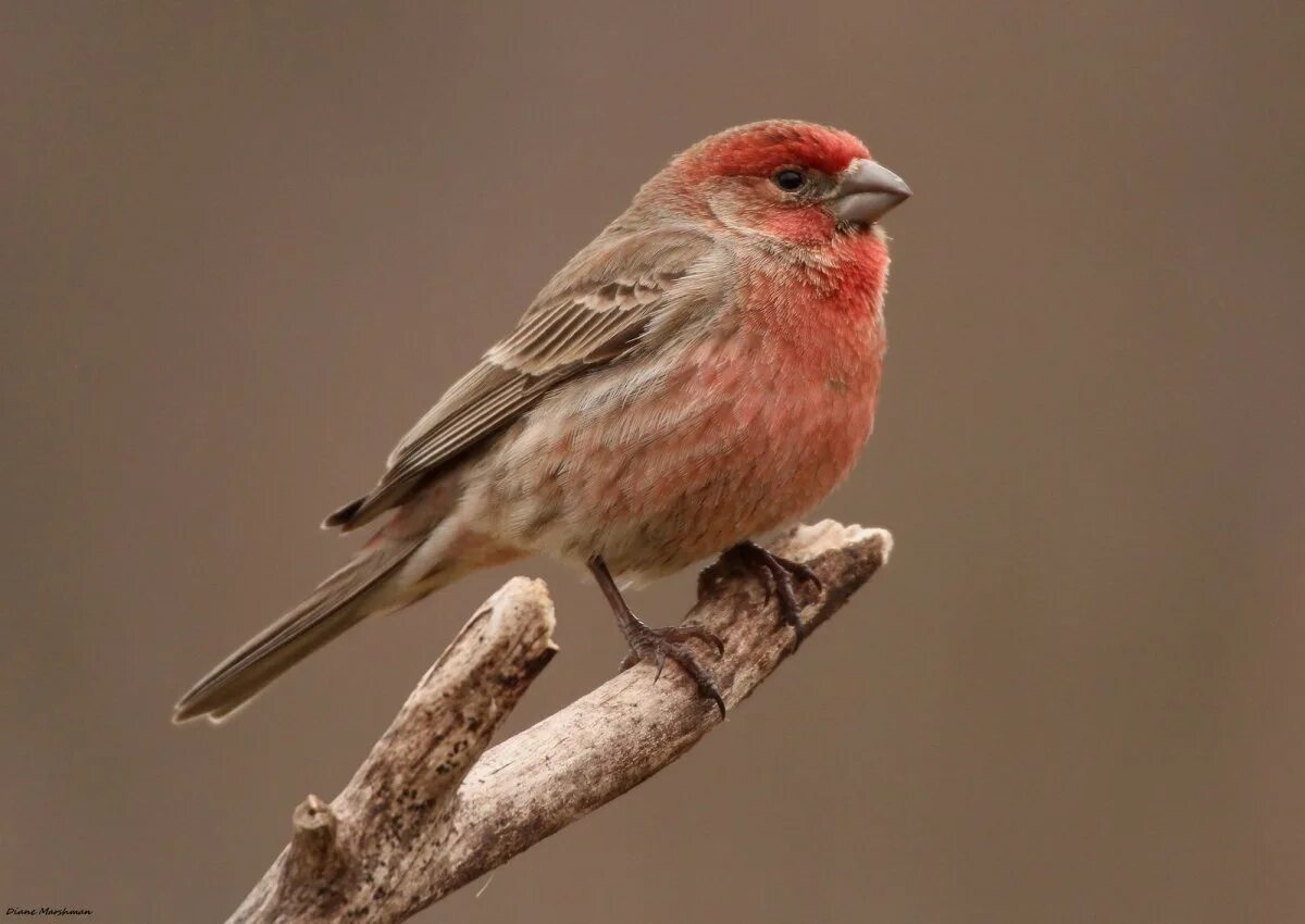 Певчие воробьиные Вьюрковые. Сибирская чечевица Вьюрковые. House Finch птица. Отряд воробьиных вьюрковых