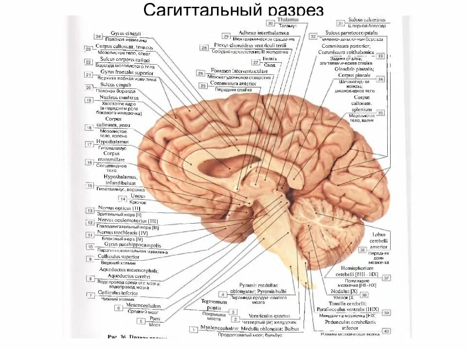 Латинское название мозга. Строение головного мозга Сагиттальный срез. Отделы головного мозга анатомия латынь. Промежуточный мозг Сагиттальный разрез головного мозга. Сагиттальный разрез головного мозга анатомия.