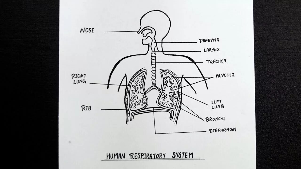 Соотнесите изображение органа дыхания с представителем класса. Дыхательная система. Дыхательная система рисунок. Дыхательная система человека рисунок ЕГЭ. Respiratory System diagram.