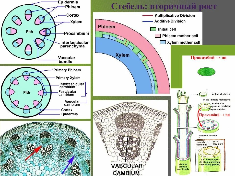 Строение стебля Ксилема и флоэма. Образовательные ткани Ксилема и флоэма. Ксилема флоэма камбий. Вторичная Ксилема и флоэма образуются из. Наличие флоэма