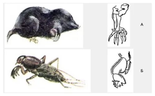 Роющие конечности крота и медведки. Копательные конечности крота и медведки. Лапа крота и медведки. Медведка и Крот аналогичные органы.