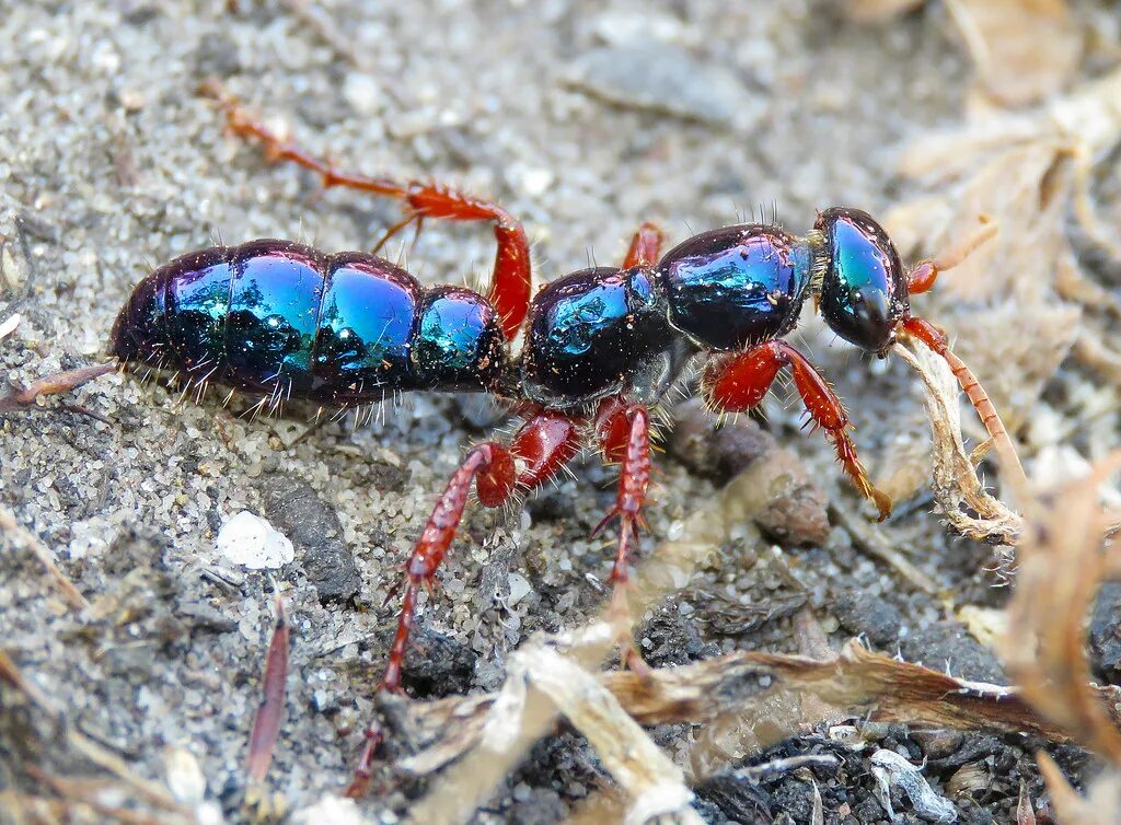 Муравьиный вид. Голубая Оса — Diamma bicolor. Муравей биколор. Синий муравей. Разноцветные муравьи.