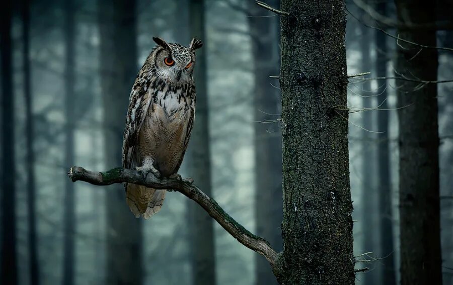 совиные совы. сова в тайге. лунная сова. мистическая сова. неясыть пение.