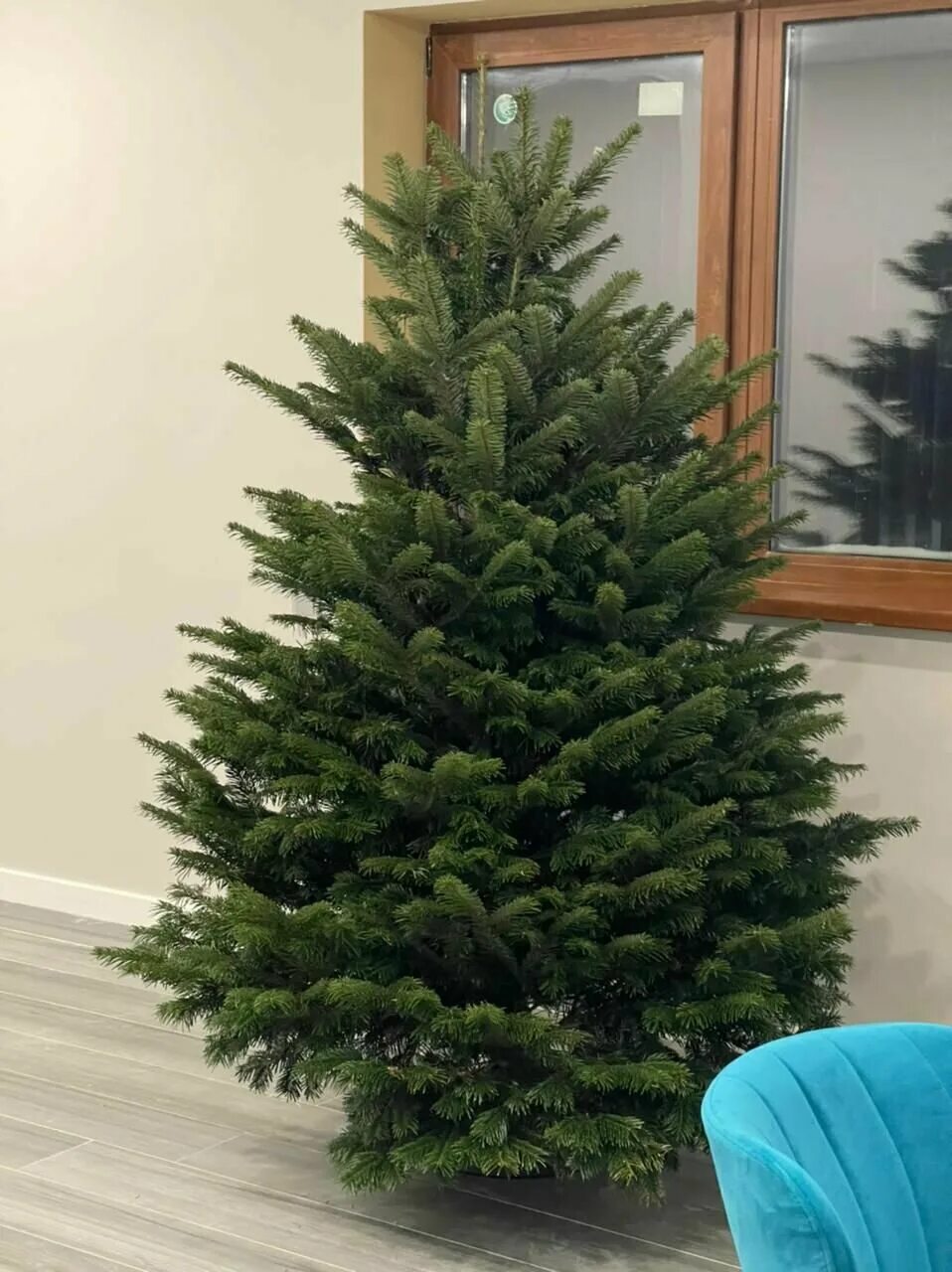елка живая. елка живая. живая новогодняя елка. живая новогодняя елка отзывы. пихта фразера варламов.