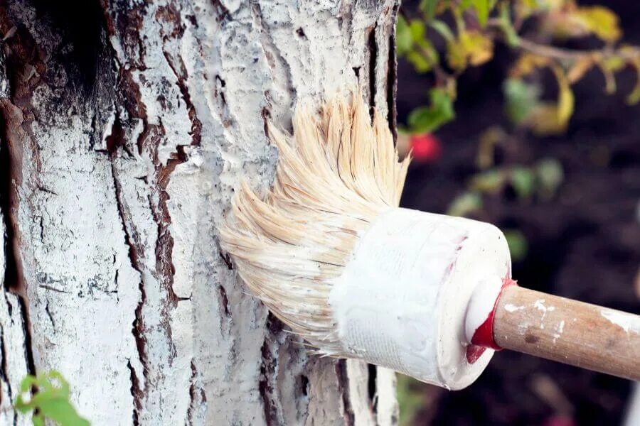 Можно ли белить деревья акриловой краской. Кисть белильная. Отбеливание дерева. Известковая краска. Кисть для известковой побелки.