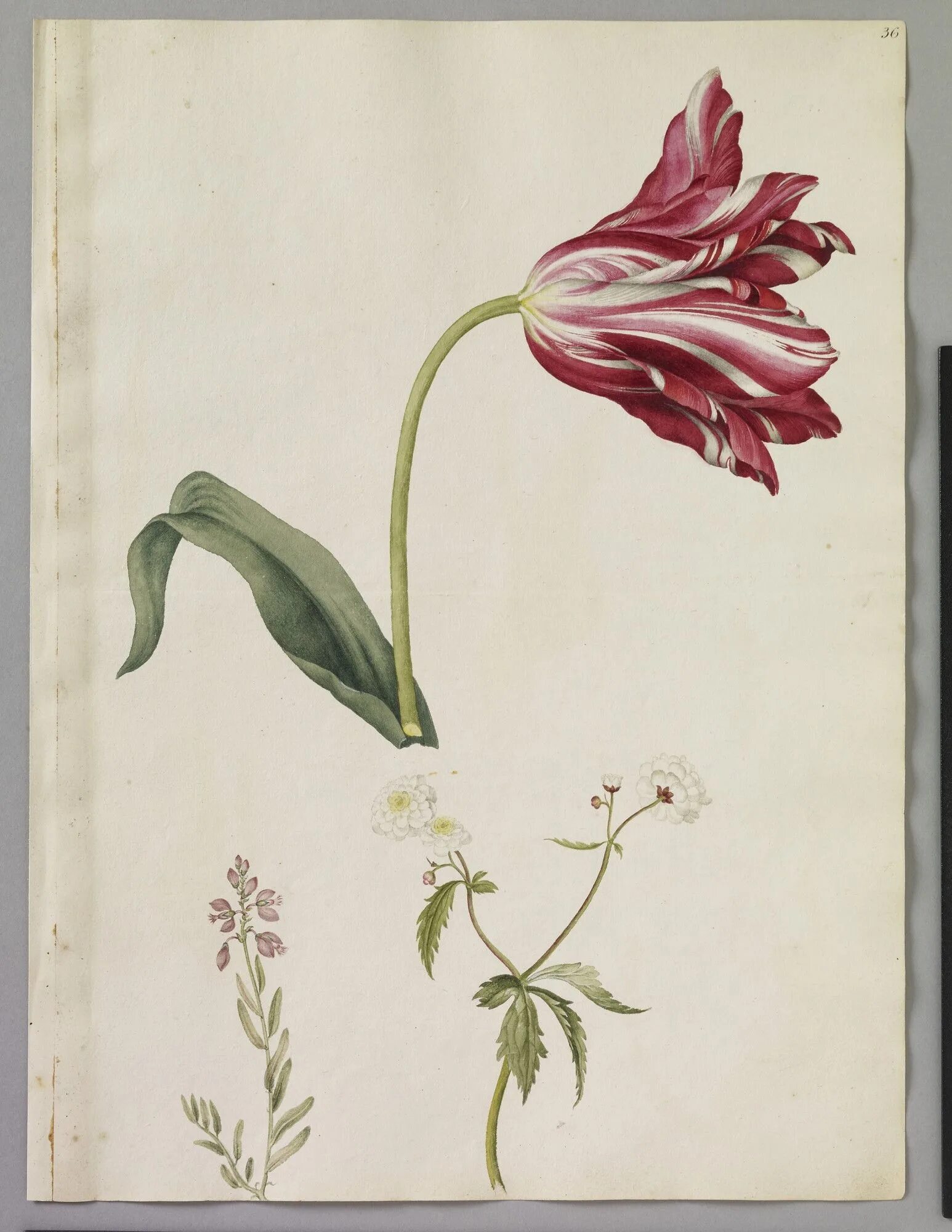Пьер Жозеф редуте Ботанический атлас. Alexander Marshal цветы. Tulipa gesneriana Botanical illustration. Тюльпан ботаника