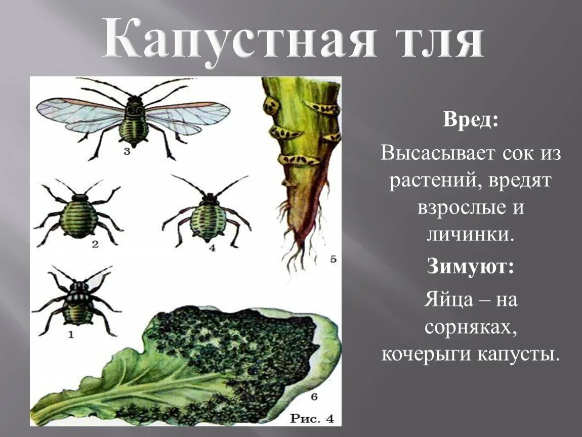 Человек тля. Тля. тля насекомое. вредные насекомые для человека. вредные насекомые для растений.