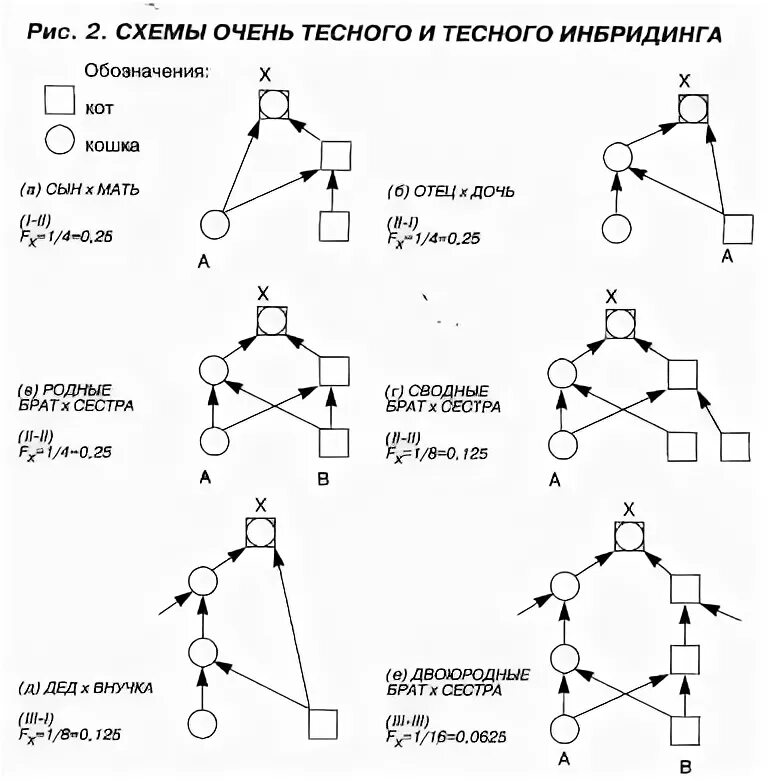 Инбридинг схема. Схемы степени инбридинга. Схема инбридинга животных. Схема инбридинга кошек.