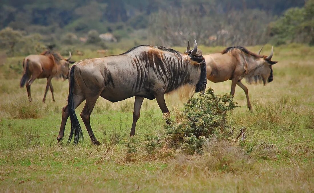 Антилопа гну ареал обитания. Баранки гну. Ну гну. Ну гну. Ну баранки гну.