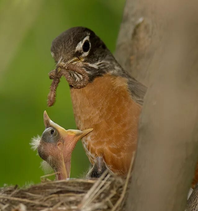 Robin i often have a big. Гнездо зарянки. Гнездо Малиновки. Гнездо зарянки с яйцами.