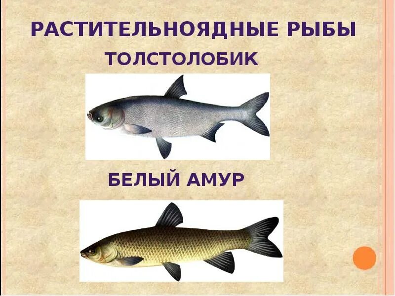 Как отличить рыбу. Рыба белый Амур и толстолоб. Белый Амур и толстолобик отличия. Белый Амур и толстолобик. Как выглядит толстолобик и белый Амур.