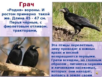 Два три предложения о грачах
