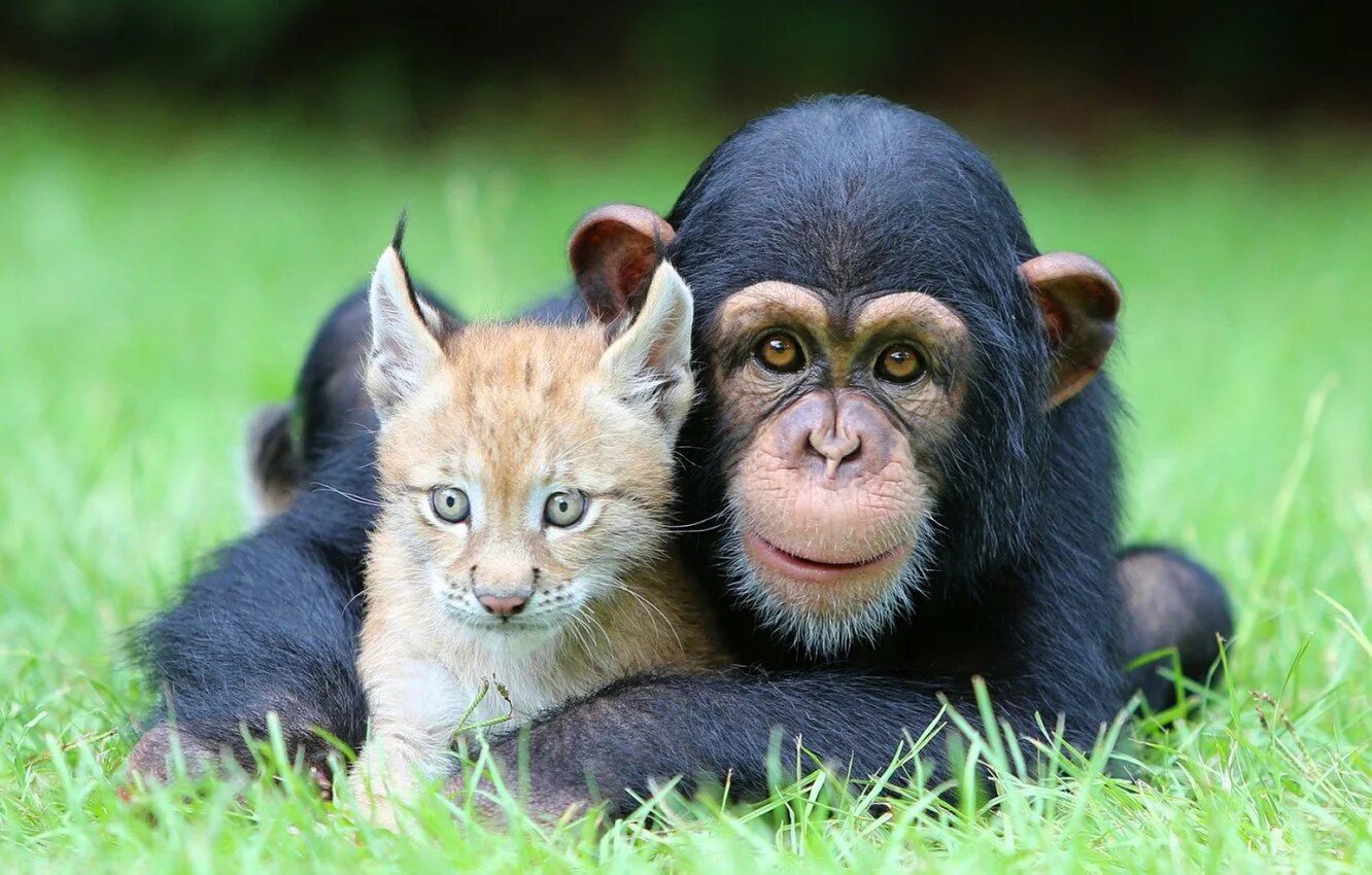 Коте обезьянка. Животные для малышей. Разные обезьяны. Дружба животных. Смешные зверюшки.