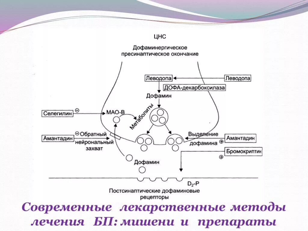 Захват дофамина. Механизм действия дофаминовых рецепторов. Схема дофаминергического синапса. Передача импульса в дофаминергическом синапсе.. Средства влияющие на дофаминергические.