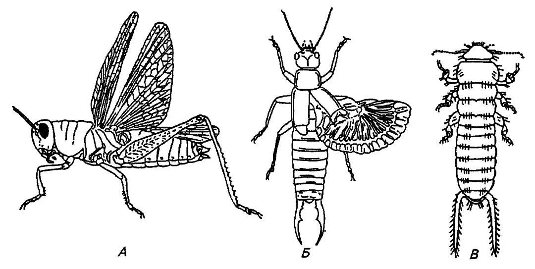 Тип конечностей у прямокрылых. Конечност и прямокрылых. Отряд прямокрылые тип крыльев. Отряд прямокрылые строение. Конечности прямокрылых насекомых.