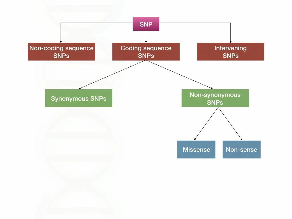 Single nucleotide polymorphism