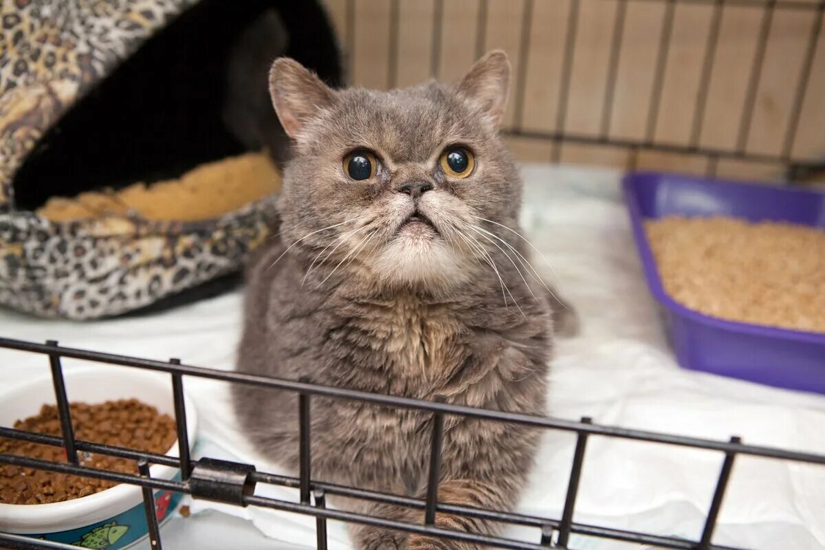 Кошачий приют Муркоша. Приют Муркоша котята. Приют для кошек в Москве Муркоша. Хосяш Муркоша. Сайт приюта кошек муркоша