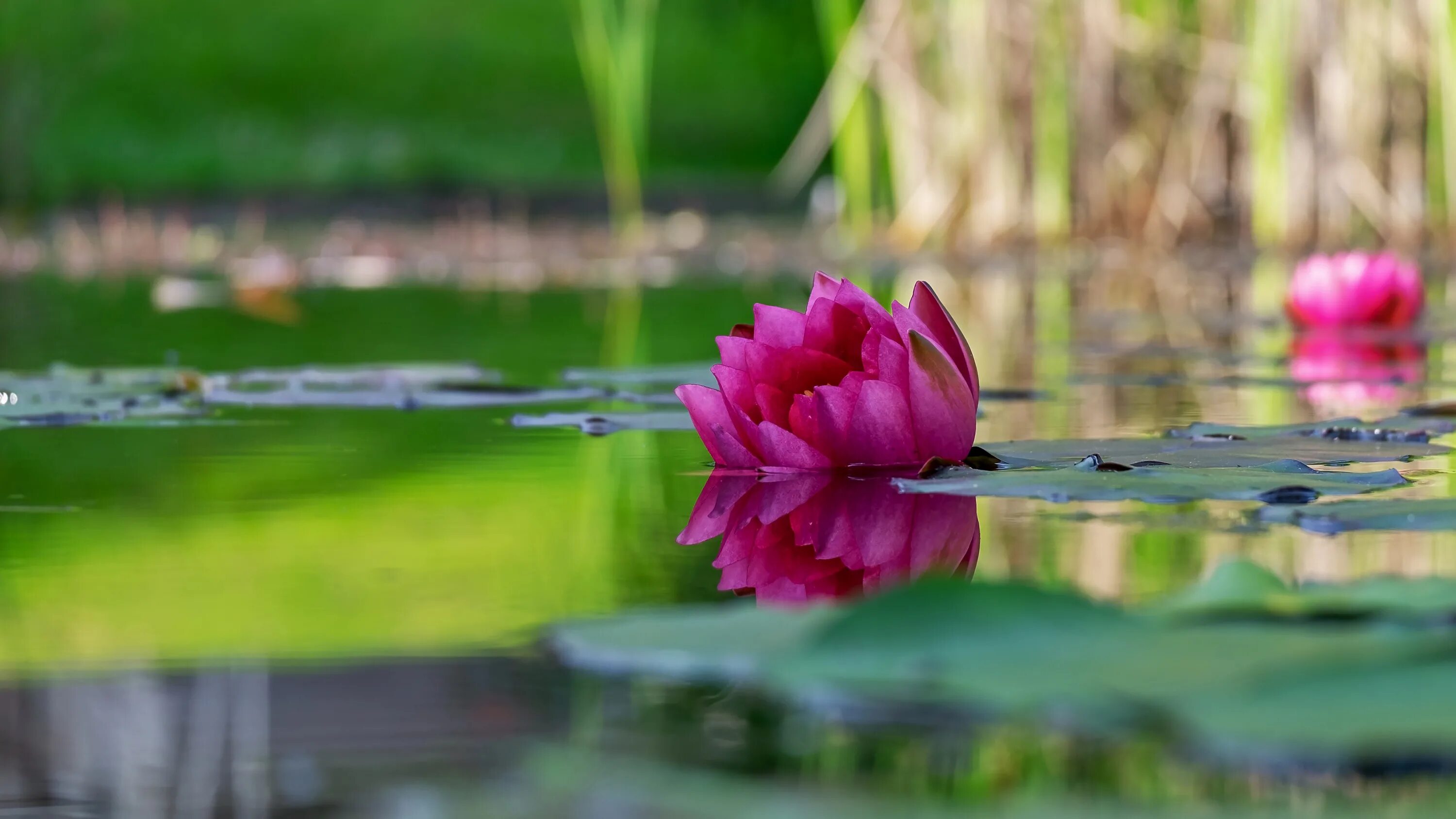 Розоватой воде на пруду. Природа цветы вода. Пруд с кувшинками. Розовые цветы вода. Природа пруд цветы.
