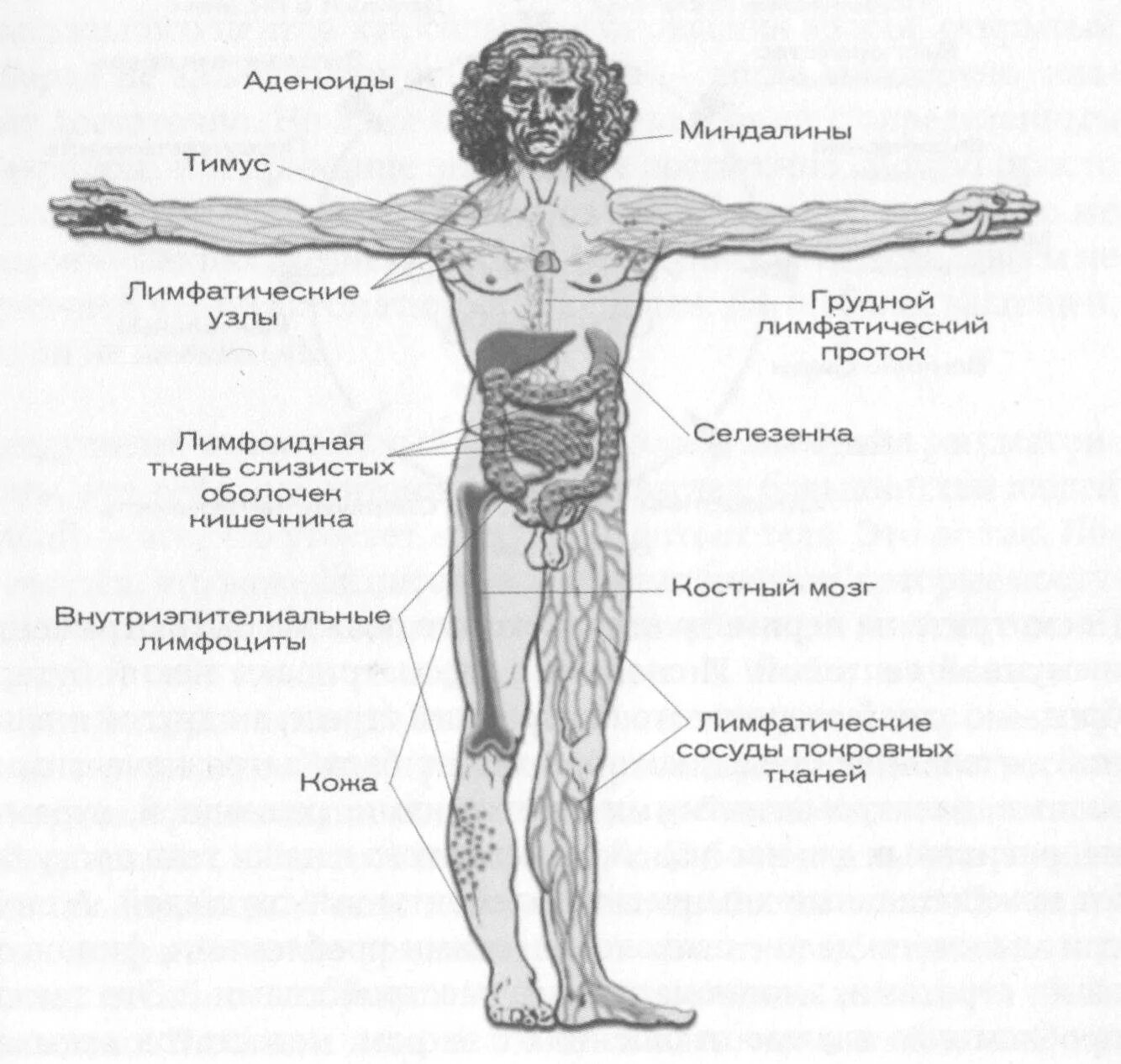Система fb2. Система fb2