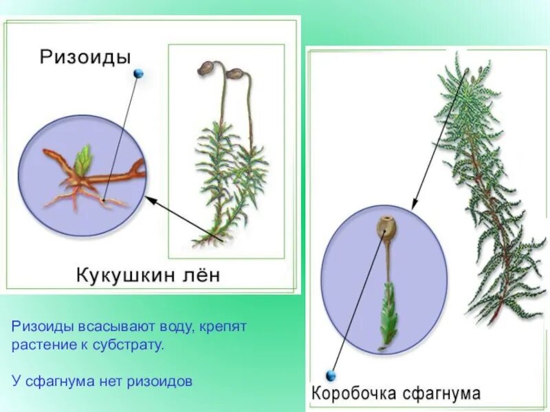 Водоросли имеют ризоиды. Ризоиды у Кукушкина льна. Ризоиды Кукушкин лен. Мох сфагнум ризоиды. Ризоиды Кукушкин мох.