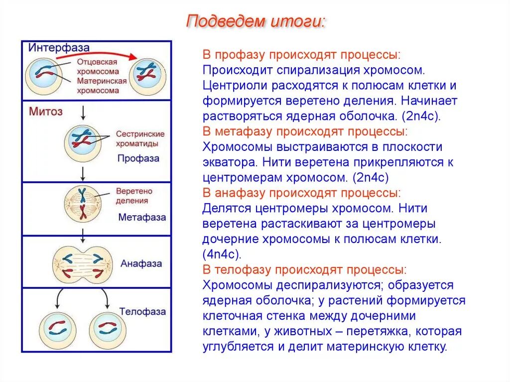 Спирализация хромосом конъюгация. Фаза деления клетки 4n4c. Схема стадии интерфазы и митоза. Процесс деления клетки профаза. Митоз фазы митоза и процессы.