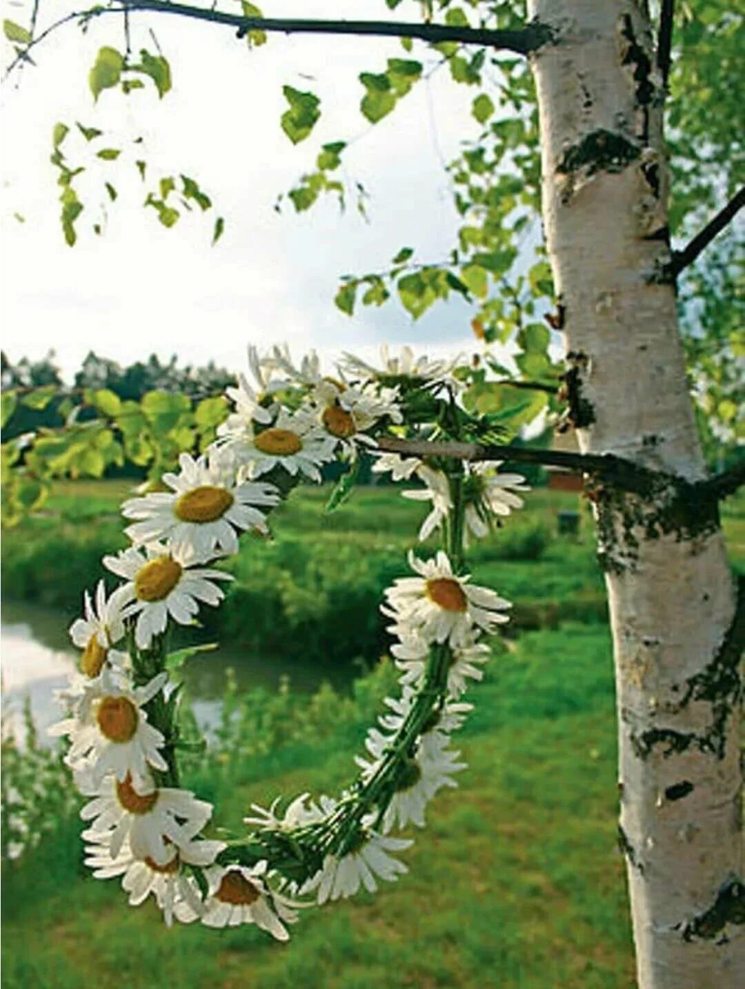 Березы и ромашки. Венок из березы. Ромашковый венок. Березки ромашки